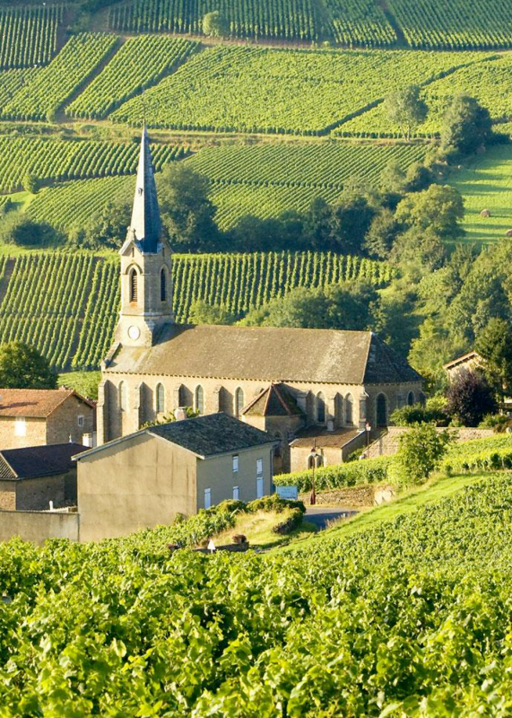 Msquare Wine | Hong Kong's Best Value Champagne, Wine & Spirits Online Shop