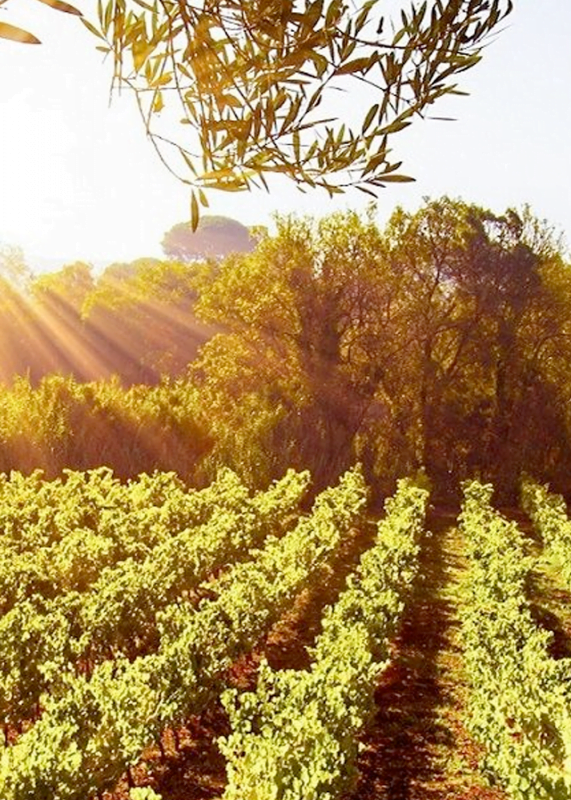 Msquare Wine | Hong Kong's Best Value Champagne, Wine & Spirits Online Shop